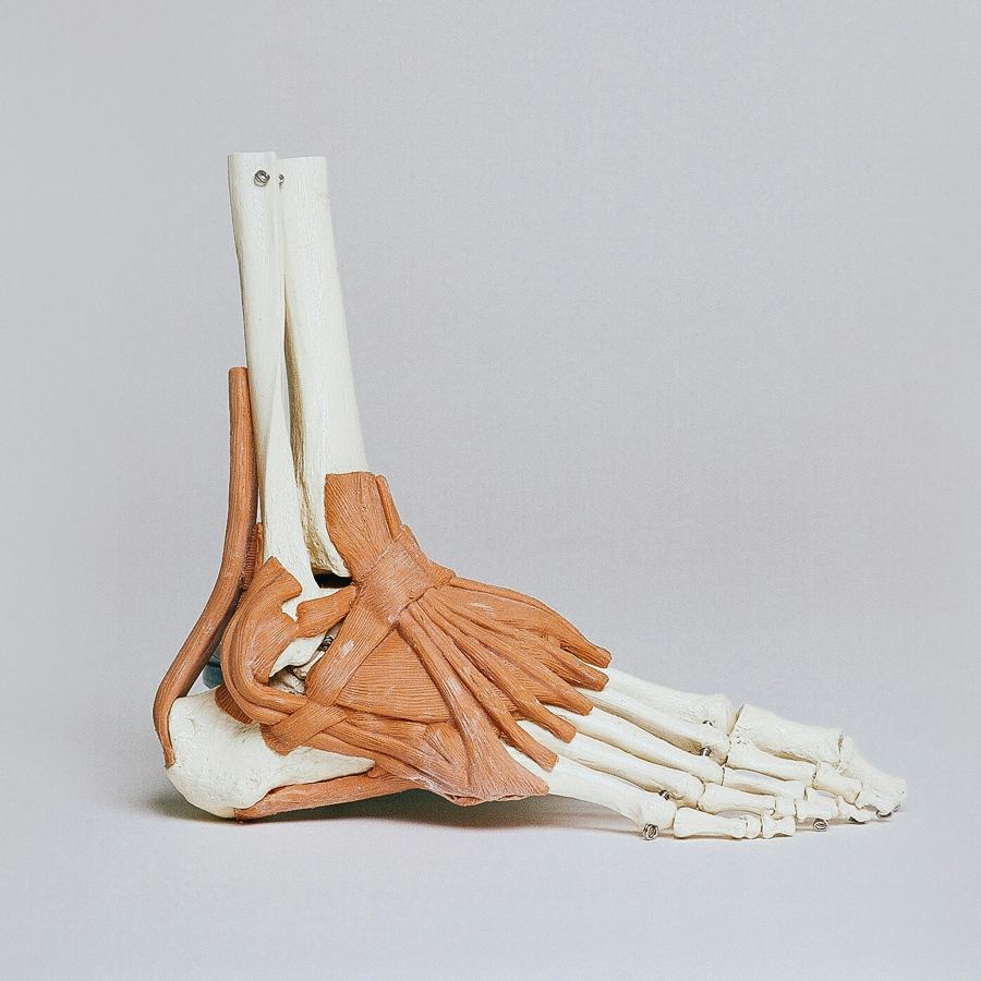 Anatomical model of the foot and ankle, showing bones, tendons, and ligaments